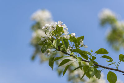 Close-up of white flowering plant against blue sky