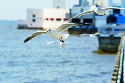 Seagull flying over sea