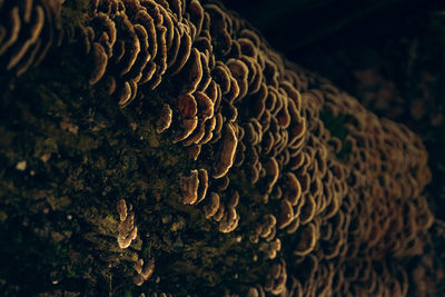 Close-up of mushroom growing on tree