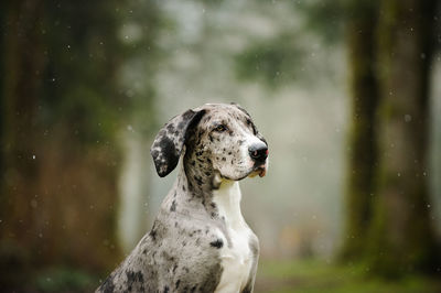 Close-up of great dane in forest