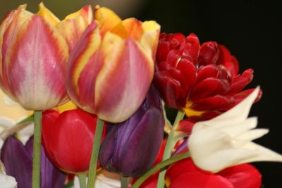 Close-up of red tulips