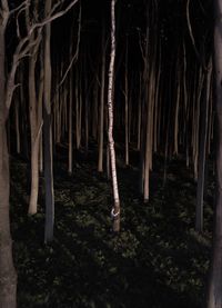 Trees in forest at night