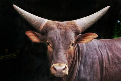 Close-up portrait of a horse