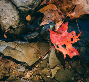 High angle view of maple leaf on autumn leaves