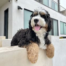 Portrait of a dog against the wall of building