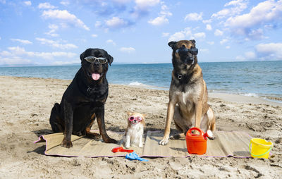 Dogs sitting on beach