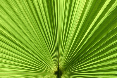 Full frame shot of palm leaf