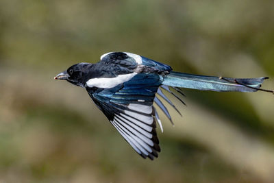 Close-up of bird flying