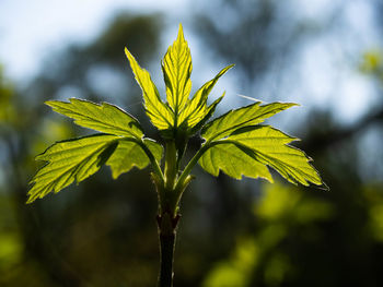 Close-up of leaves against blurred background
