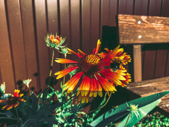 Close-up of red flowering plant