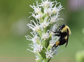 Close-up of bee on flower