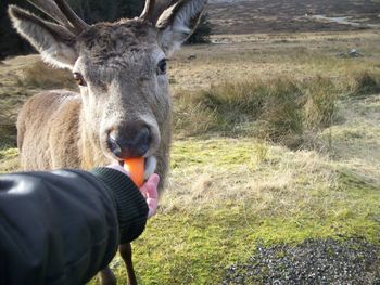 Close-up of man holding horse on field