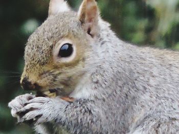 Close-up of squirrel