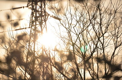 Low angle view of bare trees against sky