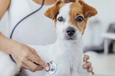 Portrait of dog