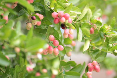 Close-up of fruits on tree