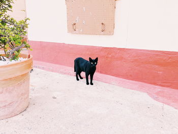 Cat standing against wall