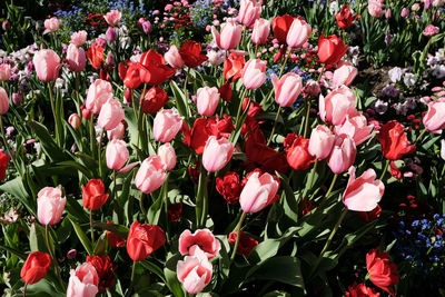 Full frame shot of red tulips