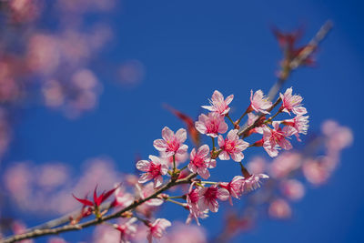 Close-up of pink cherry blossom