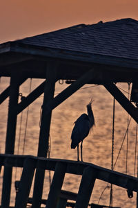 Bird perching on railing against sky during sunset