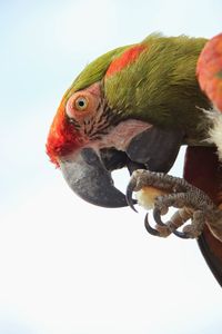 Close-up of parrot perching against sky