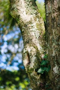 Close-up of tree trunk