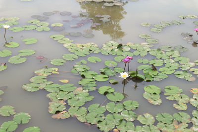 Beautiful yellow and purple waterlily or lotus flower with green leaf in pond.