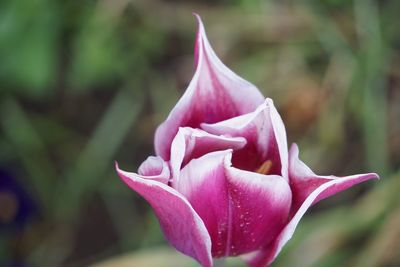 Close-up of pink rose