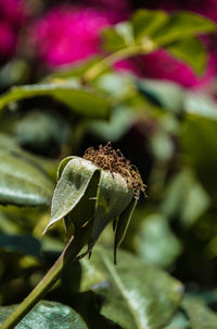 Close-up of insect on flower
