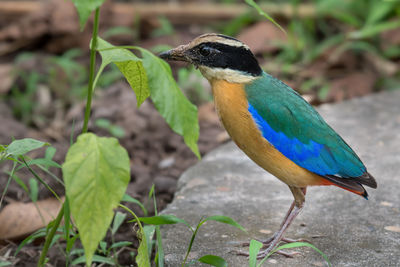 Close-up of a bird perching on plant