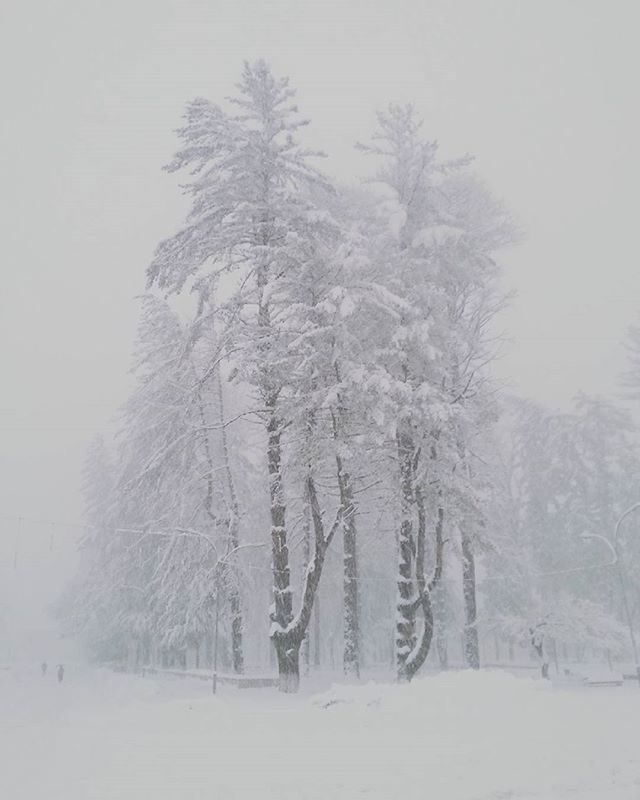 snow, winter, cold temperature, weather, season, tree, tranquility, tranquil scene, covering, nature, landscape, beauty in nature, frozen, bare tree, scenics, field, white color, covered, non-urban scene, clear sky