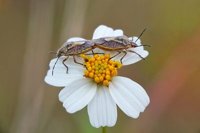 Close-up of insect on flower