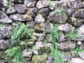 Full frame shot of moss growing on rock