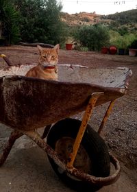 Portrait of cat sitting on retaining wall