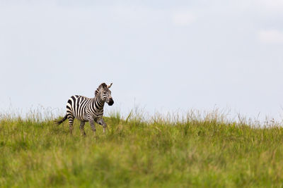 View of a horse on field