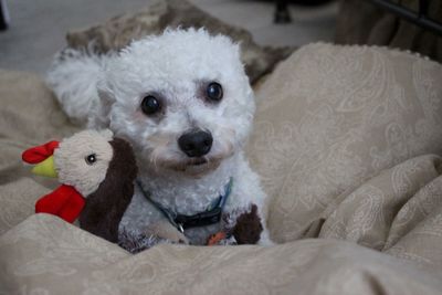 Close-up portrait of puppy