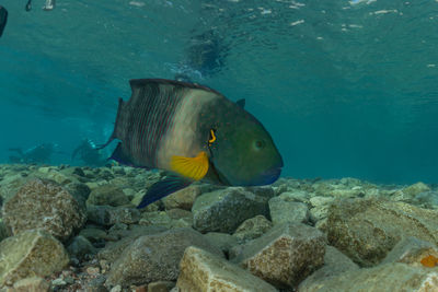 Fish swimming in sea