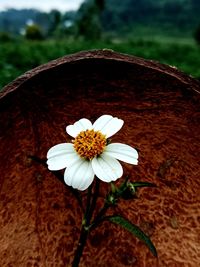 Close-up of white flower on field