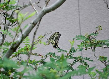 Close-up of butterfly pollinating flower