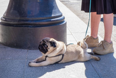 Low section of woman with dog on floor