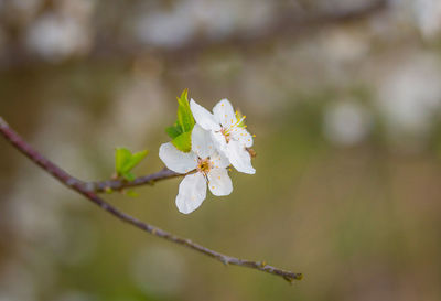 A beautiful plum tree blossom in the spring morning.