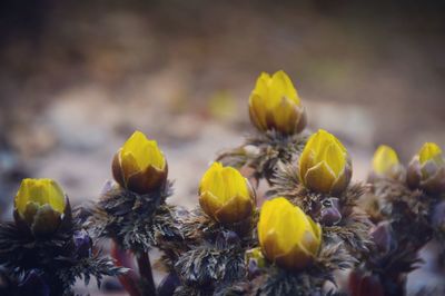 Close-up of yellow flowers