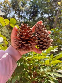 Close-up of hand holding plant