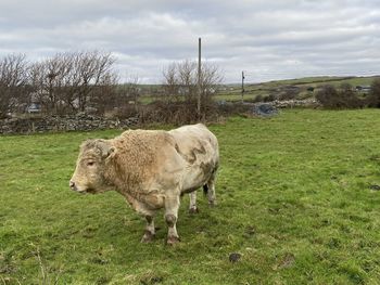 Sheep standing in a field