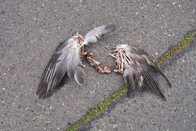 High angle view of birds flying