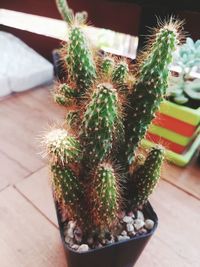 High angle view of cactus plant in pot