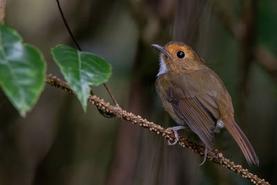 Close-up of bird perching on branch