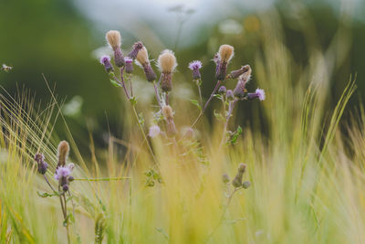 Close-up of purple flowering plants on field