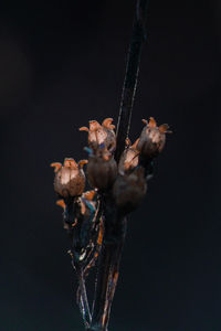 Close-up of dried plant against black background