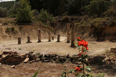 Plants growing on rocks in cemetery